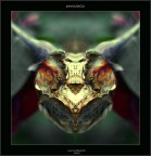 pareidolie pareidolie