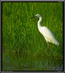 Garzetta # 8 Garzetta # 8