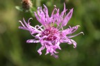 Fiore di campagna Fiore di campagna