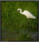 Garzetta # 9 Garzetta # 9