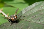the fly 1 the fly 1