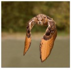 In volo In volo