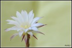 Fiore di pianta grassa Fiore di pianta grassa