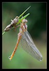 Libellula Libellula