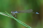 Damigella Damigella