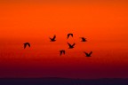 chia chia