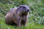 marmotta trentina marmotta trentina