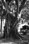 albero albero