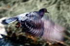 volo