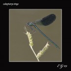 calopteryx calopteryx