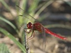 libellula libellula