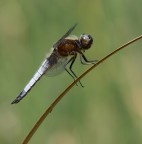 Libellula depressa Libellula depressa
