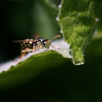 la guardona la guardona