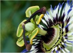 un fiore complesso un fiore complesso