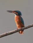 C e c sono graditi, ciao Elio.
Canon 1 D mk III - Canon 600 f4 - Tripoide - iso 200 - f/5 - 1/320s
Alta risoluzione:
http://img41.imageshack.us/img41/3553/a51q0339martino2200.jpg