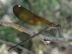 libellula libellula