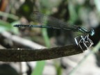 libellula libellula
