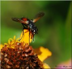 Mosca colorata Mosca colorata