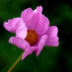 Rosa.....