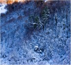 Ombre di neve Ombre di neve