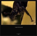 sembra un pipistrello sembra un pipistrello