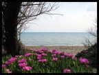 Spiaggia Piombino.. Spiaggia Piombino..