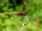 Libellula Libellula