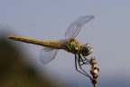 libellula gialla libellula gialla
