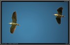 Nitticora # 5 - coppia in volo Nitticora # 5 - coppia in volo