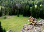 Breakfast in Yellowstone