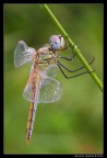 Sympetrum fonscolombii (femmina) Sympetrum fonscolombii (femmina)