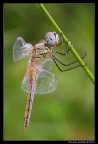 f/16 - 1,0 sec. - ISO 100 - no flash - no crop - sollevamento specchio - cavo di scatto - treppiede

[b][url=http://i246.photobucket.com/albums/gg102/megapixel_2008/Macro/02082009-IMG_4059.jpg]Foto ad alta risoluzione[/url][/b]