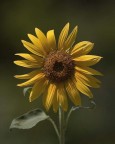 il girasole solitario il girasole solitario