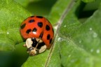 D700 iso 500, flash sb900, 1/25, mano libera f25

commenti e critiche.....