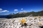 fiori, sella e sassolungo fiori, sella e sassolungo