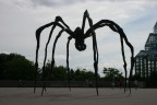 ragno gigante a ottawa ragno gigante a ottawa