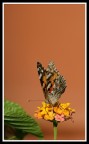 farfalla