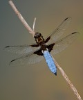 libellula depressa maschio libellula depressa maschio