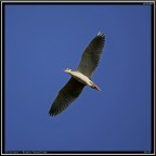 Nitticora # 6 - in volo Nitticora # 6 - in volo