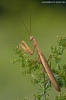 Mantide Religiosa Mantide Religiosa
