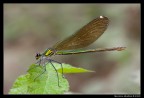 Calopteryx splendens (femmina) Calopteryx splendens (femmina)