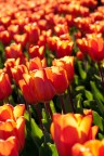 Tulipani Tulipani