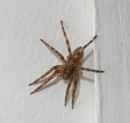 Ospite - Chi lo conosce? Ospite - Chi lo conosce?