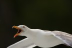 Larus Argentatus .
Mentre volava urlava agli altri gabbiani il suo diritto di dominanza su quella preda