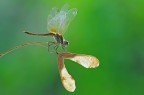 Libellula controluce