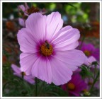 Fiore_2 Fiore_2