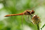 libellula libellula