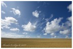 Grainfield and sky Grainfield and sky