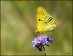 colias crocea colias crocea