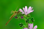 LA malva e la libellula LA malva e la libellula